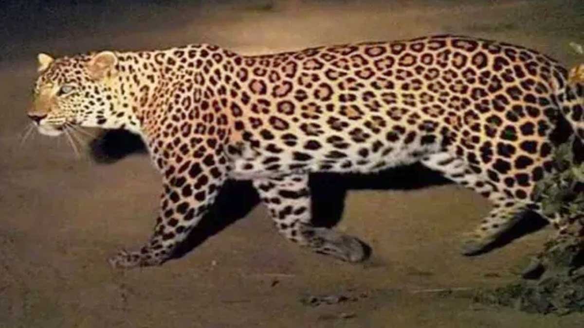 bijnor leopard near kanwar route forest team