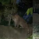 bijnor news leopard kills six year old boy