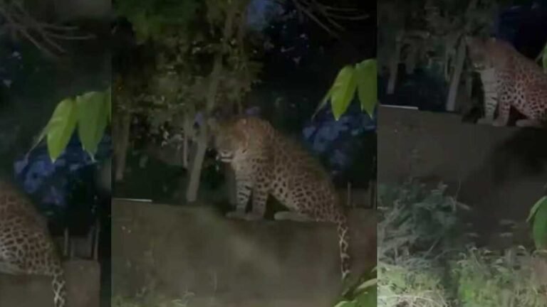 bijnor news leopard kills six year old boy