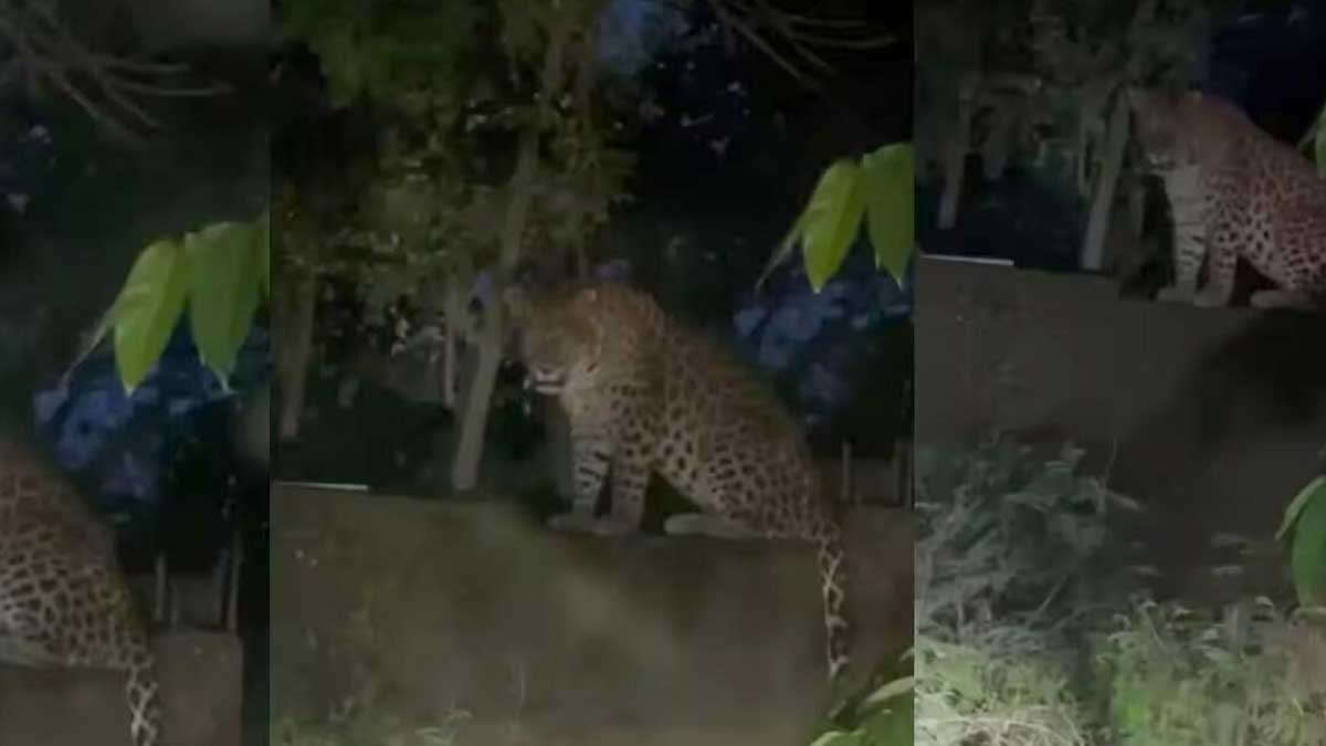 bijnor news leopard kills six year old boy