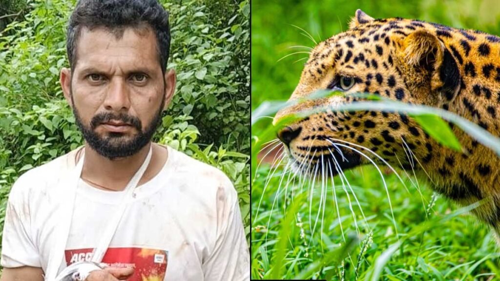 बेटे को बचाने के लिए बाघ से भिड़ गया पिता: बिजनौर में डंडे बरसाकर छुड़ाया; दहाड़ता हुआ जंगल में भागा
