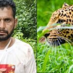 bijnor news tiger attacks cattle herder father saves son
