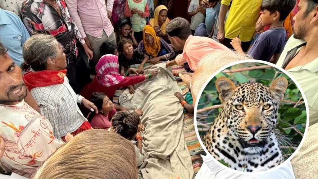 अचानक झाड़ियों से निकला और कर दिया हमला, मुरादाबाद में चारा काट रही महिला को तेंदुए ने बनाया शिकार