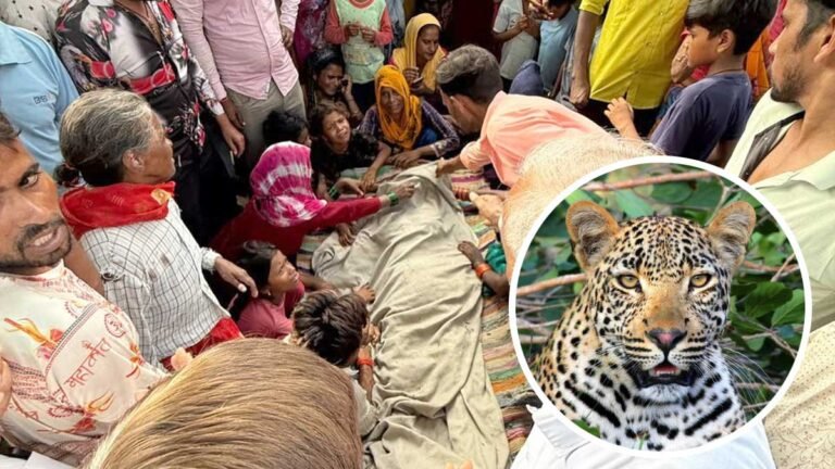 leopard attack moradabad news woman killed