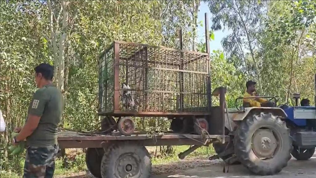 26 पिंजरे, 3 तेंदुए और दहशत का माहौल: मुरादाबाद में मादा तेंदुआ और दो शावकों से मचा हड़कंप!