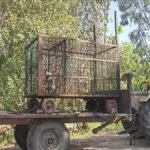 leopard news moradabad female leopard cubs