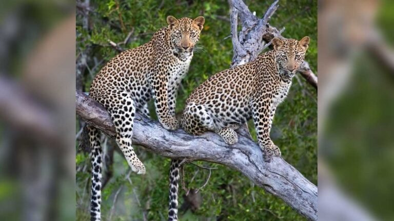 moradabad leopard attack video house chase