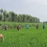 moradabad leopard search operation 3 trap cages