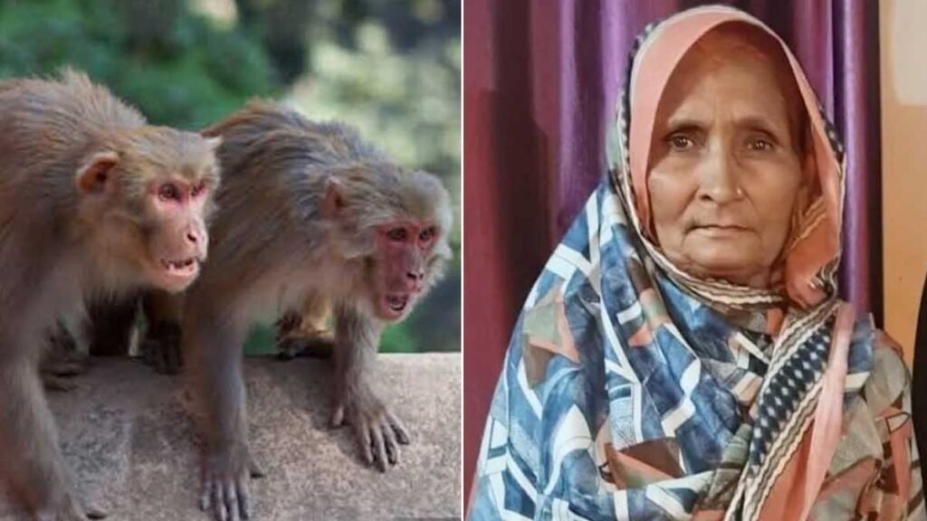 मुरादाबाद में बंदरों का आतंक: बचने के लिए छत पर भागी महिला, नीचे गिरते ही मौत!