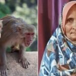 moradabad monkey attack woman falls roof dies