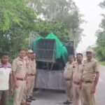 moradabad news seventh leopard caught thakurdwara