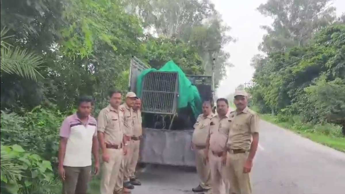 moradabad news seventh leopard caught thakurdwara