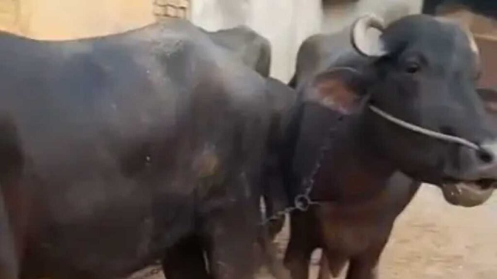 संक्रमित पशुओं को अलग रखें