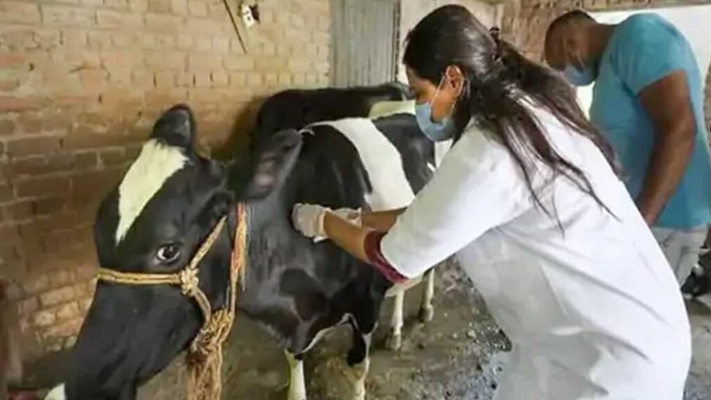 संभल में लम्पी बीमारी ने बढ़ाई पशुपालकों की चिंता, दो गायों में दिखे बीमारी के लक्षण