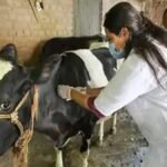 sambhal news lumpy disease cattle vaccination