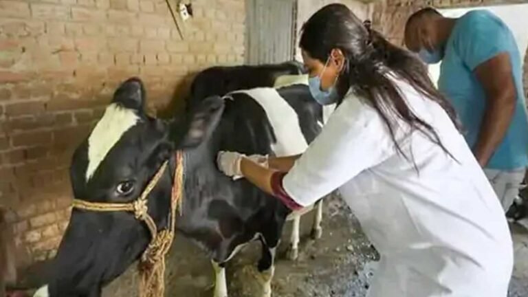 sambhal news lumpy disease cattle vaccination