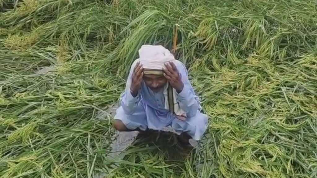 धान की फसल पर सबसे ज्यादा असर