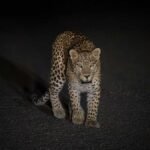 bijnor nagina barhapur road leopard video viral