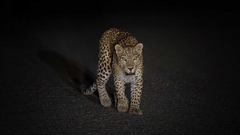 bijnor nagina barhapur road leopard video viral