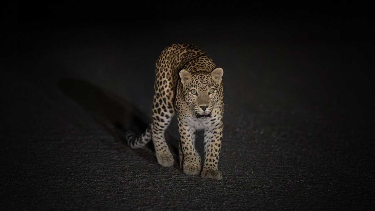 bijnor nagina barhapur road leopard video viral