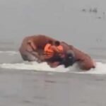 lucknow sai river ganpati immersion 2 bodies recovered