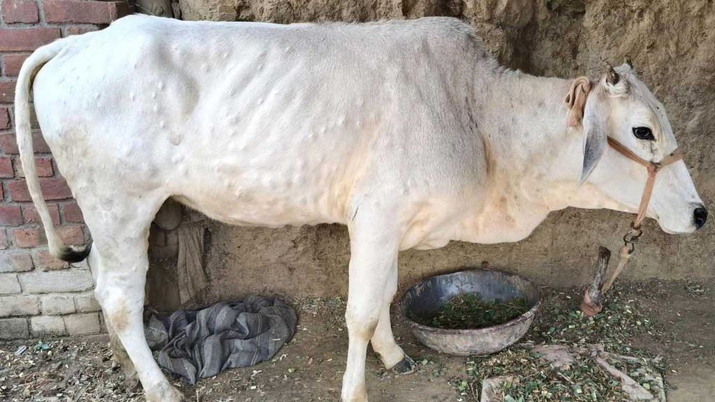 lumpy disease cattle vaccination