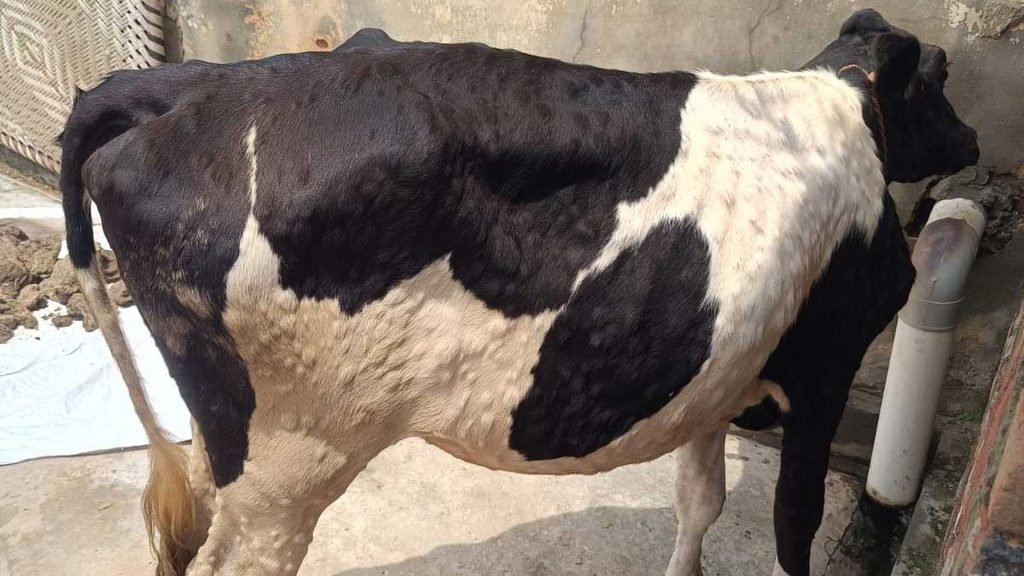 sambhal news lumpy disease