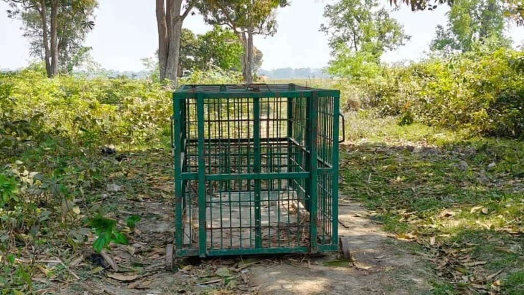 वन विभाग लगाएगा पिंजरा