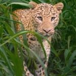 moradabad leopard news kanth attack chhajlet dhanaura